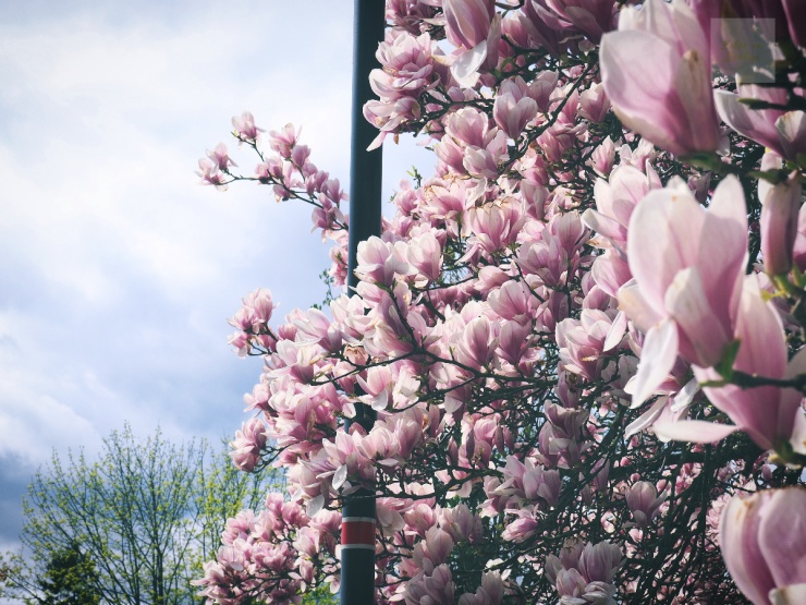 När magnolian står i blom